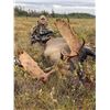 Image 2 : 5 Day Newfoundland Moose Hunt with Northern Edge Outfitters