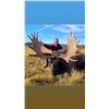 Image 3 : 5 Day Newfoundland Moose Hunt with Northern Edge Outfitters