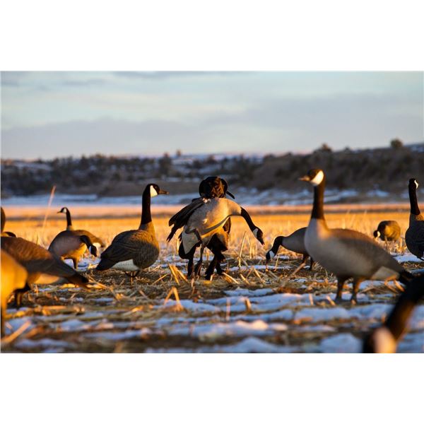 WYOMING 2-DAY GOOSE HUNT FOR 3