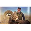 Image 12 : UTAH CALIFORNIA BIGHORN SHEEP PERMIT