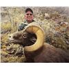 Image 13 : UTAH CALIFORNIA BIGHORN SHEEP PERMIT