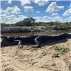 Image 2 : 3-DAY FLORIDA ALLIGATOR, HOG, IGUANA AND FISHING EXTRAVAGANZA FOR 2