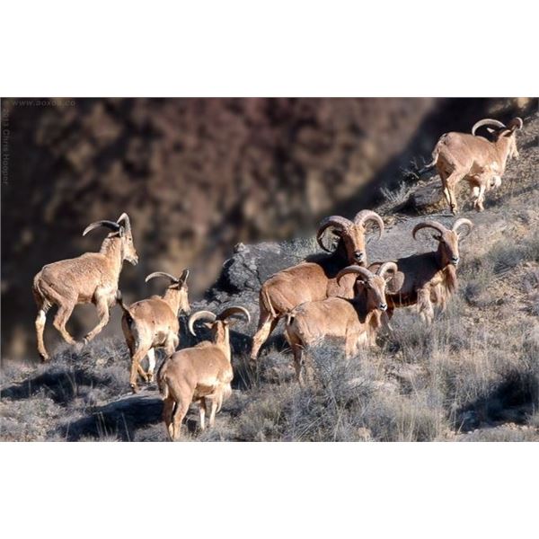 4-DAY TEXAS AOUDAD HUNT FOR HUNTER AND GUEST