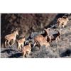 Image 1 : 4-DAY TEXAS AOUDAD HUNT FOR HUNTER AND GUEST
