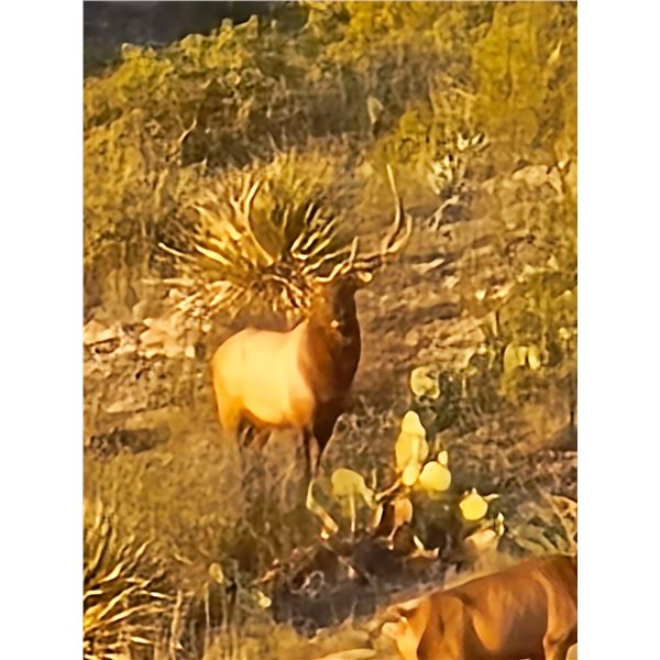 4-DAY TEXAS ELK HUNT FOR 2