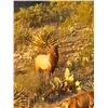 Image 1 : 4-DAY TEXAS ELK HUNT FOR 2