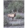 Image 2 : 4-DAY TEXAS ELK HUNT FOR 2