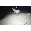 Image 3 : 4-DAY TEXAS ELK HUNT FOR 2