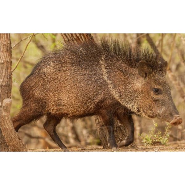 2-NIGHT TEXAS THERMAL PREDATOR HUNT FOR 2