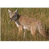 Image 2 : 2-NIGHT TEXAS THERMAL PREDATOR HUNT FOR 2