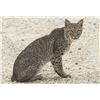 Image 3 : 2-NIGHT TEXAS THERMAL PREDATOR HUNT FOR 2