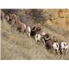 Image 2 : SOUTH DAKOTA BIGHORN SHEEP PERMIT