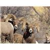 Image 3 : SOUTH DAKOTA BIGHORN SHEEP PERMIT