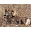 Image 4 : SOUTH DAKOTA BIGHORN SHEEP PERMIT
