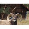 Image 5 : SOUTH DAKOTA BIGHORN SHEEP PERMIT