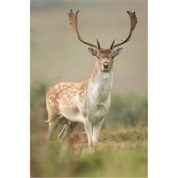 6-DAY ENGLISH HUNT WITH FOUR TROPHIES AND TOURING