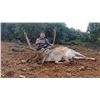 Image 4 : 4-DAY SPAIN HUNT