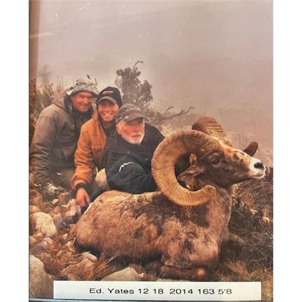 TEXAS NELSONI DESERT BIGHORN SHEEP PERMIT