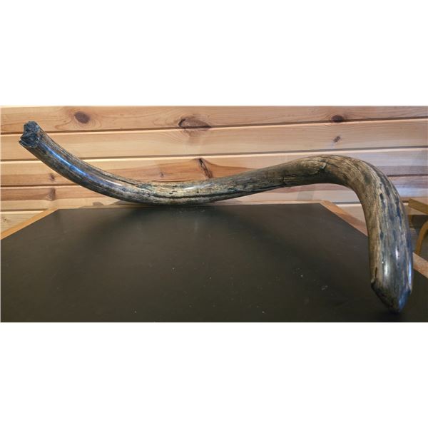 VERY RARE MAMMOTH TUSK