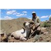 Image 4 : MONGOLIA ARGALI CONSERVATION PERMIT AND HUNT