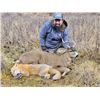 Image 5 : KODIAK SITKA BLACKTAIL HUNT