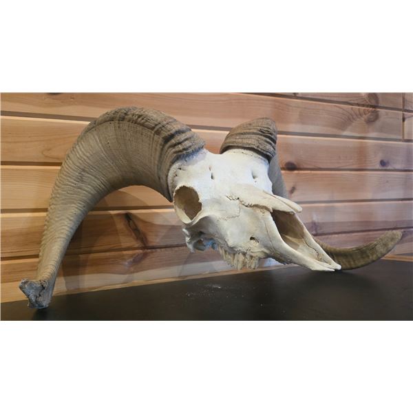 DESERT BIGHORN SHEEP SKULL