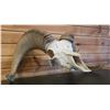 Image 1 : DESERT BIGHORN SHEEP SKULL