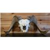 Image 2 : DESERT BIGHORN SHEEP SKULL