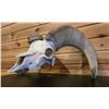 Image 3 : DESERT BIGHORN SHEEP SKULL