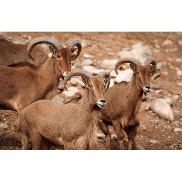 INAGURAL AOUDAD ROUNDUP