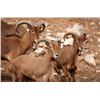 Image 1 : INAGURAL AOUDAD ROUNDUP