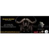 Image 1 : 7 DAY SOUTH AFRICA BLESBUCK/BLUE WILDEBEEST HUNT FOR 4