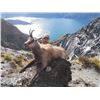 Image 3 : 5 DAY CHAMOIS HUNT