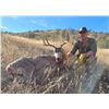 Image 5 : TEXAS MULE DEER HUNT FOR 4 HUNTERS