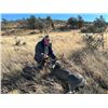 Image 8 : TEXAS MULE DEER HUNT FOR 4 HUNTERS