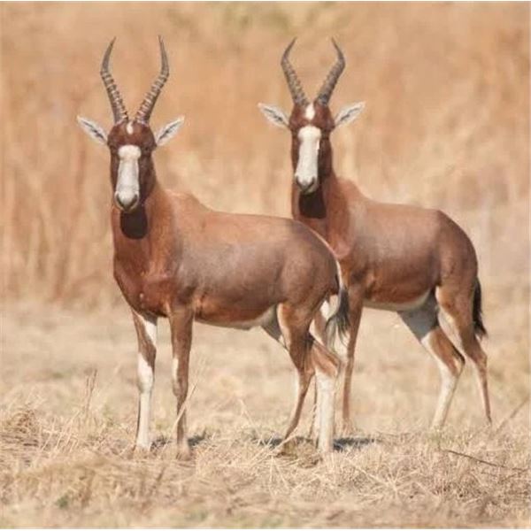Kido Safaris South Africa