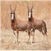 Image 1 : Kido Safaris South Africa