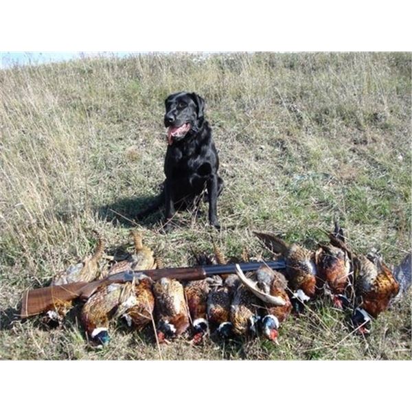 Gage Outdoor 3 day Pheasant Hunt
