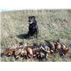 Image 1 : Gage Outdoor 3 day Pheasant Hunt
