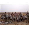 Image 1 : Texas Sandhill Cranes