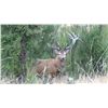 Image 1 : New Zealand 3 day Red Stag