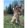 Image 3 : Alberta Hunting Co Black Bear