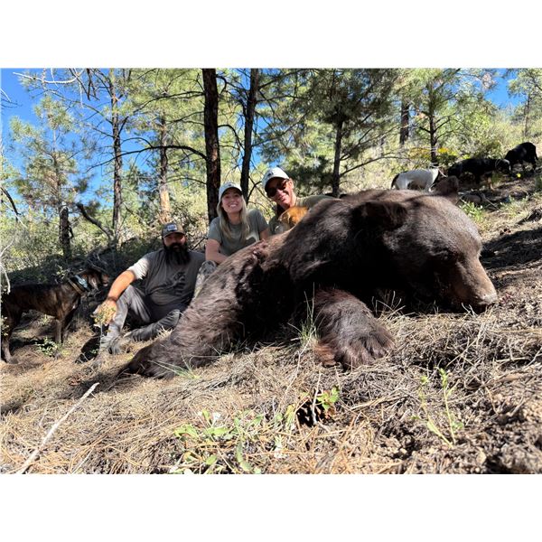5-Day NEW MEXICO Bear Hunt with Hounds for Two Hunters - Rick Navarette Outfitter