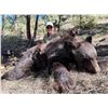 Image 2 : 5-Day NEW MEXICO Bear Hunt with Hounds for Two Hunters - Rick Navarette Outfitter