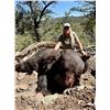 Image 3 : 5-Day NEW MEXICO Bear Hunt with Hounds for Two Hunters - Rick Navarette Outfitter