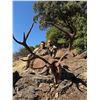 Image 3 : 4-Day Spanish Big Game Hunt for Two Hunters -The Iberian Hunting Experience