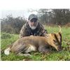 Image 3 : 2-Day England Muntjac or Fallow Deer Hunt - Kevin Downer Sporting Consultants
