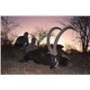 Image 2 : 7-Day South African Sable Antelope Hunt - Matwetwe Safaris