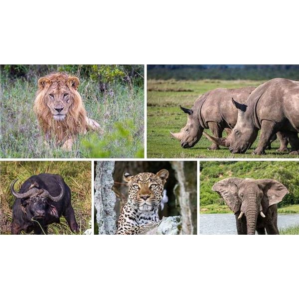 5-Day South African Photo Safari for Two - Shingalana Safaris