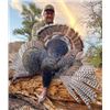 Image 1 : 5-Day Mexico GOULDS TURKEY Hunt 1 hunter - Rincon Outfitters